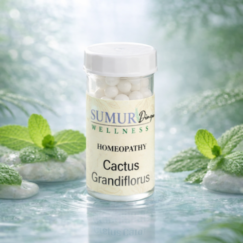 Cactus Grandiflorus
